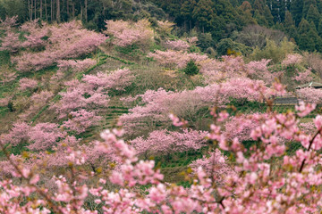 Obraz premium Kawazuzakura of Sakuma Dam located in Kyonan town Awa district, Chiba Prefecture, Chiba Prefecture, Japan