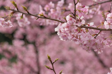 Kawazuzakura of Sakuma Dam located in Kyonan town Awa district, Chiba Prefecture, Chiba Prefecture, Japan