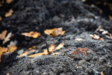 Soil with dry leaves