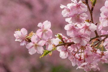 Kawazuzakura of Sakuma Dam located in Kyonan town Awa district, Chiba Prefecture, Chiba Prefecture, Japan