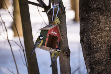 Two tits on a feeder in spring