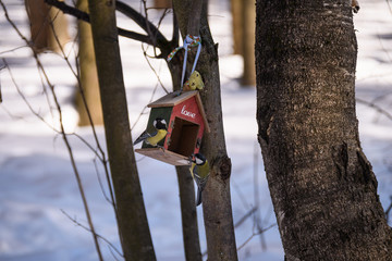 Two tits on a feeder in spring