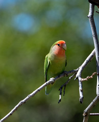 Rose cheeked lovebird in a tree