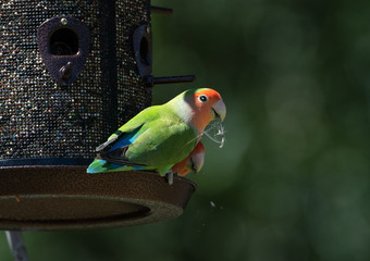 Two rose cheeked lovebirds at a feeder