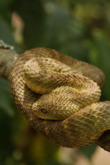 Obraz premium Green bush viper, also known as variable bush viper, leaf viper or Hallowell's green tree viper in its natural environment. A venomous snake species endemic to west and central Africa.