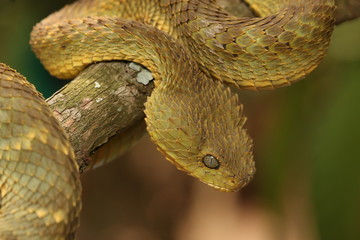 Green bush viper, also known as variable bush viper, leaf viper or Hallowell's green tree viper in its natural environment. A venomous snake species endemic to west and central Africa.