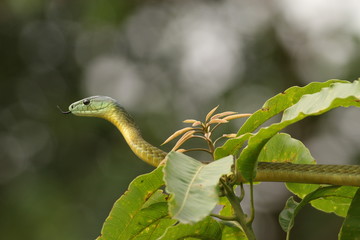 Jamesons green mamba hiding in the vegetation. A highly venomous species occurring in Eastern...