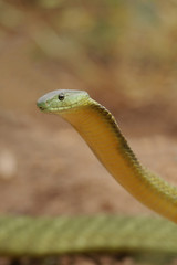 Jamesons green mamba, a highly venomous species occurring in Eastern Africa, showing warning behavior.