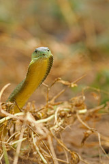 Jamesons green mamba, a highly venomous species occurring in Eastern Africa, showing warning behavior.