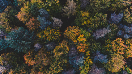 Fototapeta na wymiar Wald im Herbst, Drohnenaufnahme