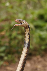 Brown forest cobra with open mouth. A highly venomous species showing warning behavior.