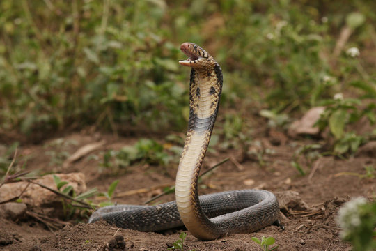 Brown forest cobra with open mouth. A highly venomous species showing warning behavior.