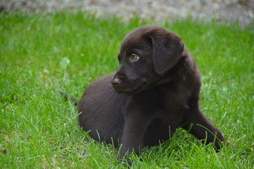 The brown labrador puppy