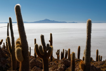 Isla de Pescado - wyspa na środku solnikska Salar de Uyuni