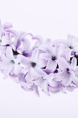 Fototapeta na wymiar Light lilac hyacinth flower, isolate on a white background