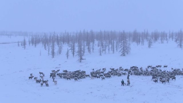 A herd of deer in the far North