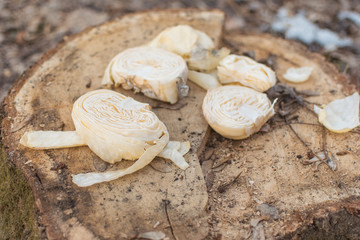Food for animals in the forest on the stump.
