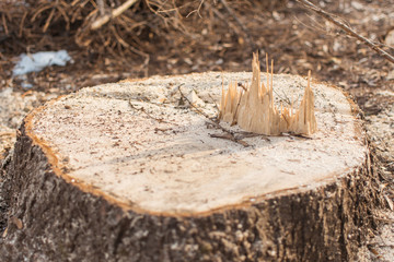 The stump of the sawed tree.