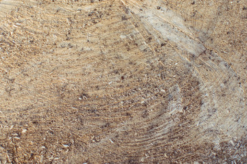 Texture saw cut tree.