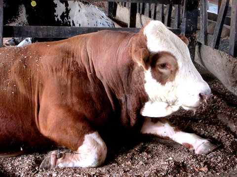 Vaca panaca colombia