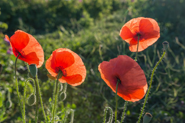 Wild poppy flowers at sunrise. Close up view. Selective focus. Agricultural concept.