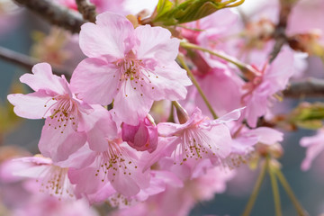Kawazuzakura of Sakuma Dam located in Kyonan town Awa district, Chiba Prefecture, Chiba Prefecture, Japan