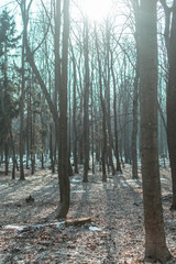 Fototapeta premium Forest with remnants of snow.