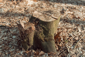 The stump of the sawed tree.