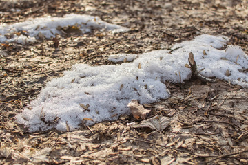 Remains of snow in the forest in spring.