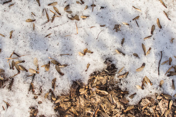 Remains of snow in the forest in spring.