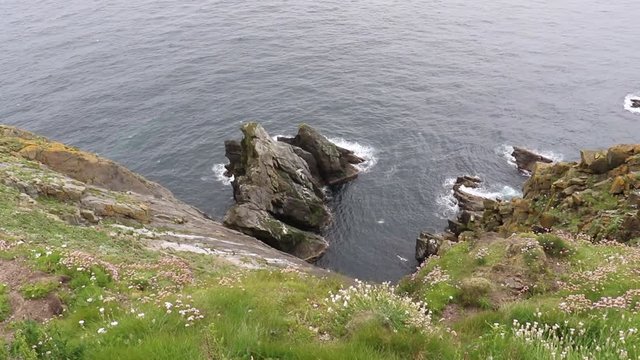 A group of Puffins on the rugged Shetland Islands