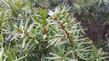 Green leaves of Taxus baccata, European yew which is conifer shrub
