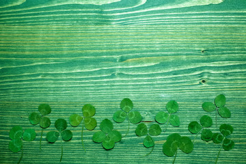Green real clover leaf on wooden background. top view