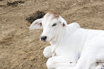animal, blanco, perro, cabra, vaca, novillo