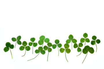 a clover isolated on white background. Top view
