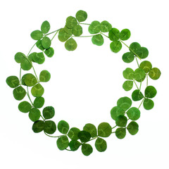 Clover leaves frame, isolated on white. Top view. Flat lay