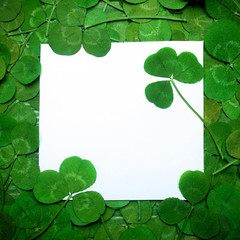 Green leaves of clover and paper. Top view. Flat lay