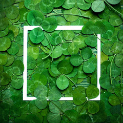 Green leaves of clover and paper frame. Top view. Flat lay
