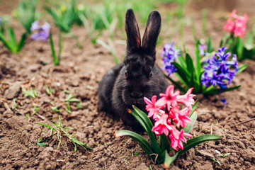 Little black baby rabbit sitting among spring flowers in garden. Easter concept