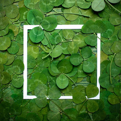 Green leaves of clover and paper frame. Top view. Flat lay