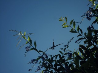 birds on the tree