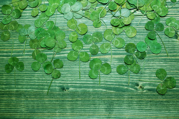 Green real clover leaf on wooden background. top view