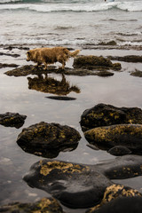 Wet Dog with Reflection is searching for something