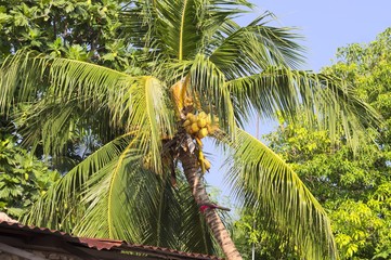 Fototapeta premium Isolated palm tree with coconuts (Ari Atoll, Maldives)