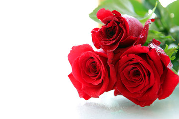 Beautiful Red roses. Isolated on a white background.