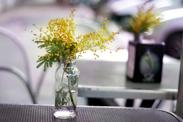 Yellow mimosa flowers in vase at the bar table