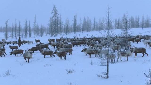 A herd of reindeer in tundra