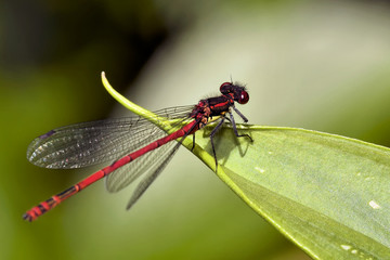 Frühe Adonislibelle