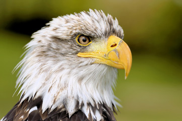 Weißkopfseeadler