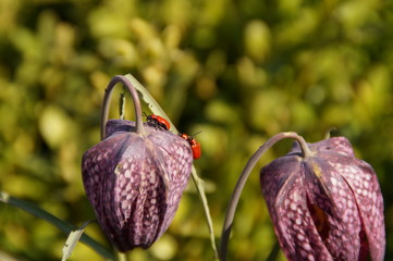 Aufgebl&uuml;hte Schachblume mit K&auml;fern